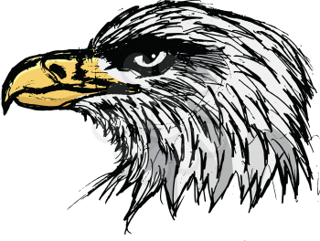 bold eagle, illustration of wildlife, bird, zoo, symbol of USA