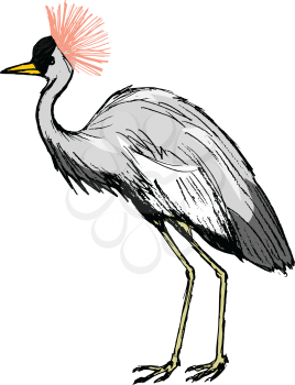 African crowned crane, illustration of wildlife, bird, zoo, safari