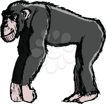 chimpanzee, illustration of wildlife, zoo, animal of jungle, Africa, safari