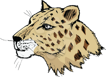leopard, illustration of wildlife, zoo, animal of jungle, Africa, safari, predator