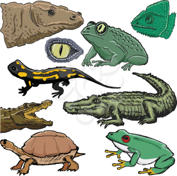 set of illustrations of reptiles, with crocodile, lizard, turtle