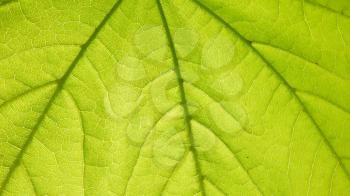 macro view of spring leaf