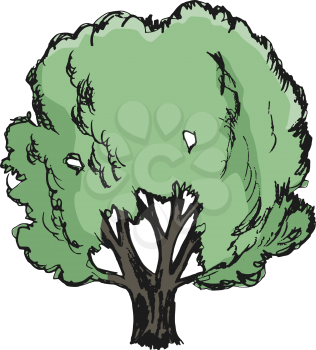 oak, illustration of nature, forest