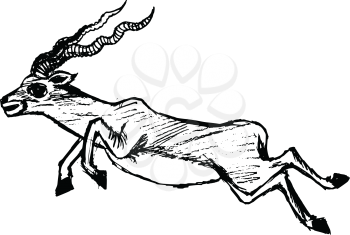 hand drawn, sketch illustration of jumping antelope