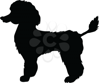 silhouette of poodle