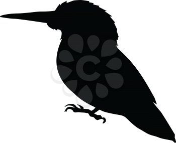 silhouette of kingfisher