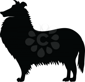 silhouette of collie