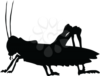 silhouette of grasshopper