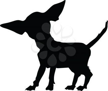 silhouette of chihuahua