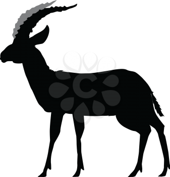 silhouette of gazelle
