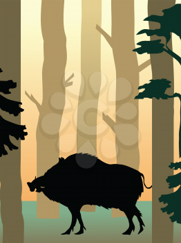 vector illustration of wild boar