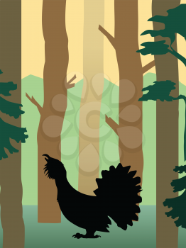 vector illustration of grouse