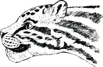 vector, sketch, hand drawn illustration of clouded leopard
