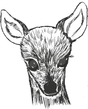 vector, sketch, hand drawn illustration of roe deer cub