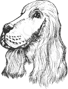 vector, sketch, hand drawn illustration of spaniel