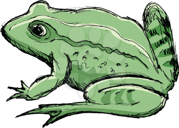 vector, coloured, sketch, hand drawn image of toad