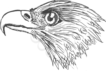 vector, sketch, hand drawn illustration of eagle