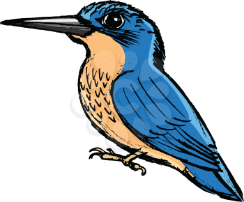 vector, coloured, sketch, hand drawn image of kingfisher
