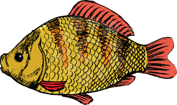 vector, coloured, sketch, hand drawn image of crucian