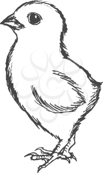 vector, sketch, hand drawn illustration of chicken