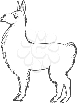 vector, sketch, hand drawn illustration of lama
