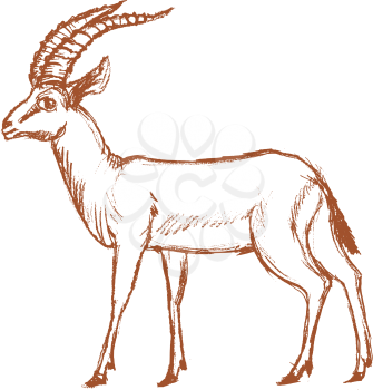 vector, sketch, hand drawn illustration of antelope