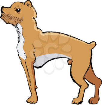 vector, coloured, sketch, hand drawn image of boxer dog