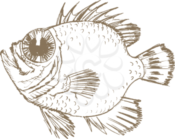 vector, sketch, hand drawn illustration of fish