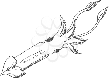 vector, sketch, hand drawn illustration of squid