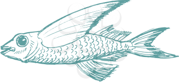 vector, sketch, hand drawn illustration of flying fish