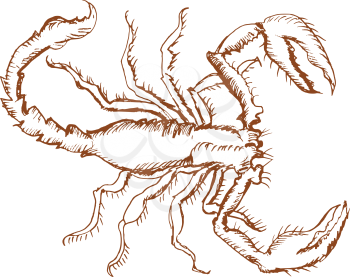 vector, sketch, hand drawn illustration of scorpion
