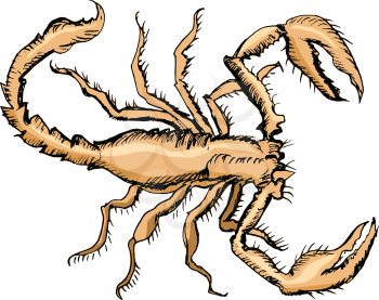 sketch of scorpion, illustration of wildlife, zoo, animals
