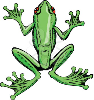 sketch of tree frog, illustration of wildlife, zoo, animals