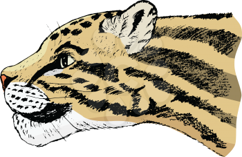 vector, coloured, sketch, hand drawn image of clouded leopard