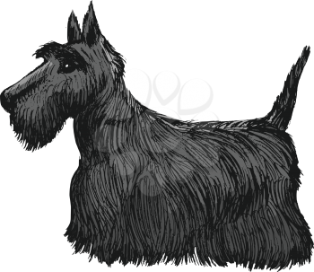 vector, coloured, sketch, hand drawn image of Scottish terrier
