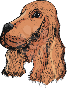 vector, coloured, sketch, hand drawn image of spaniel