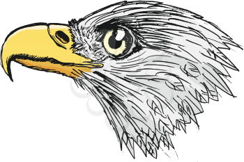 vector, coloured, sketch, hand drawn image of bald eagle