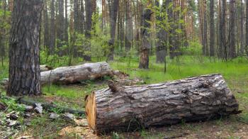 scene in pine forest with log