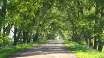 road with dense green, plants around it