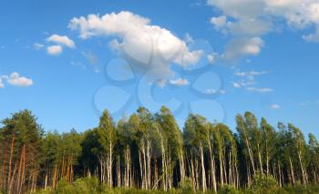natural landscape with sky, clouds and forest