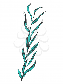 Vector, hand drawn, sketch, cartoon illustration of seaweed. Motives of botany, ecology, wildlife, marine and underwater life, floral