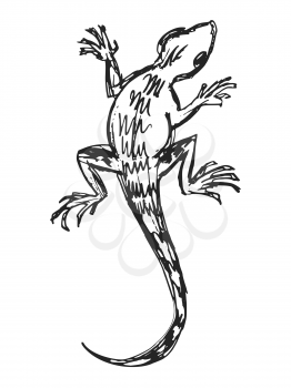 Vector, hand drawn, sketch illustration of ordinary lizard. Motives of reptiles, wildlife, nature, animals