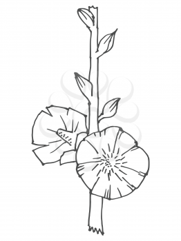 Vector, hand drawn, sketch illustration of mallow. Motives of nature, seasonal, summertime, flowers