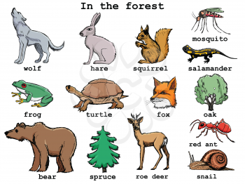Set of vector, hand drawn illustrations of forest mammals, reptiles,  insects and trees. Motives of wildlife, European woods, traditional animals, tourism, ecology and saving nature