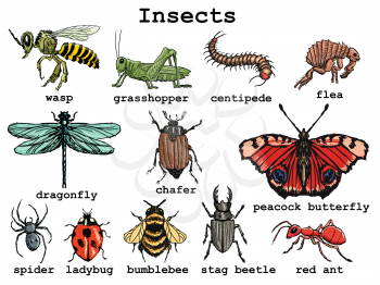 Set of vector, hand drawn illustration of different insects with grasshopper, spider, chafer, ladybird flea, butterfly. Motives of nature, wildlife, pests, forest, forest, seasonal