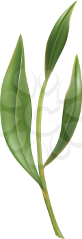 Royalty Free Clipart Image of Tree Leaves