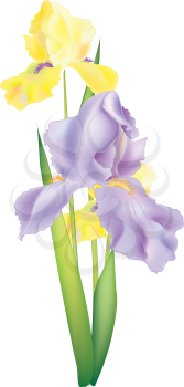 Royalty Free Clipart Image of Iris Flowers