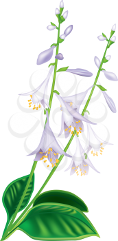Royalty Free Clipart Image of Beautiful Flowers