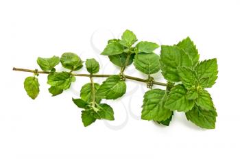 Royalty Free Clipart Image of a Sprig of Mint