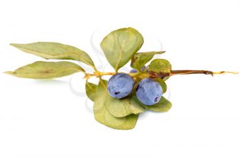 Royalty Free Photo of Honeysuckle Berries on a Branch
